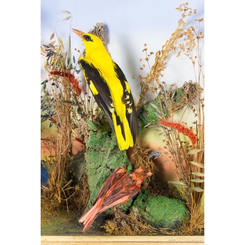 70 - AN IMPRESSIVE LATE VICTORIAN TAXIDERMY CASE OF TROPICAL BIRDS.
Colourful group of seven tropical Asi... 