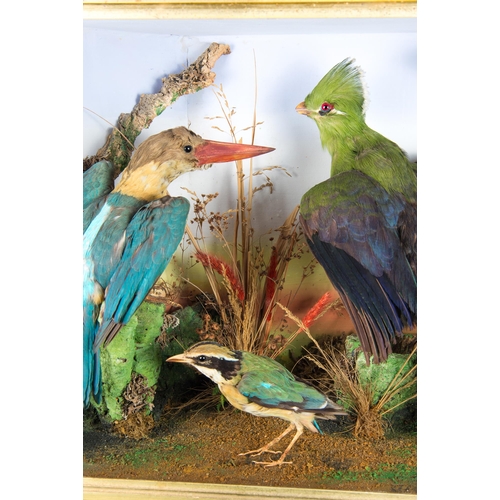 70 - AN IMPRESSIVE LATE VICTORIAN TAXIDERMY CASE OF TROPICAL BIRDS.
Colourful group of seven tropical Asi... 