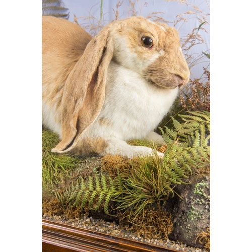 72 - JOSEPH MOUNTNEY, A LATE VICTORIAN TAXIDERMY LOP EARED RABBIT CASED IN A NATURALISTIC SETTING.
Qualit... 