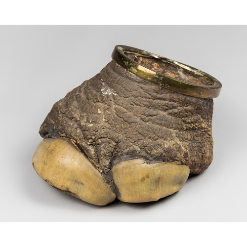 80 - A LATE 19TH/EARLY 20TH CENTURY TAXIDERMY RHINOCEROS FOOT CONTAINER (RHINOCEROTIDAE).
(h 14cm x w 16c... 