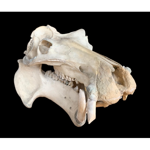 83 - AN EARLY 20TH CENTURY HIPPOPOTAMUS SKULL (HIPPOPOTAMUS AMPHIBIUS).(h 44cm x w 76cm x d 50cm)