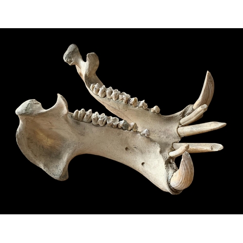 83 - AN EARLY 20TH CENTURY HIPPOPOTAMUS SKULL (HIPPOPOTAMUS AMPHIBIUS).(h 44cm x w 76cm x d 50cm)
