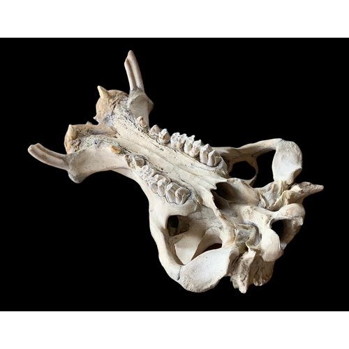 83 - AN EARLY 20TH CENTURY HIPPOPOTAMUS SKULL (HIPPOPOTAMUS AMPHIBIUS).(h 44cm x w 76cm x d 50cm)