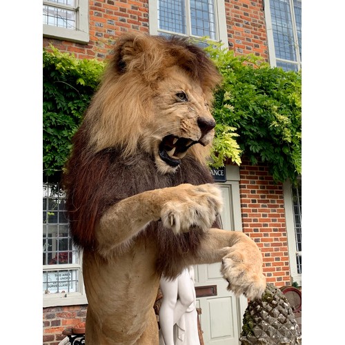 45 - A MAGNIFICENT TAXIDERMY LEAPING LION DIORAMA (PANTHERA LEO).
Captive bred, ex zoo. Lion removable fr... 