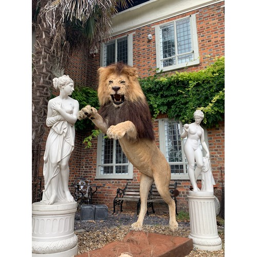 45 - A MAGNIFICENT TAXIDERMY LEAPING LION DIORAMA (PANTHERA LEO).
Captive bred, ex zoo. Lion removable fr... 