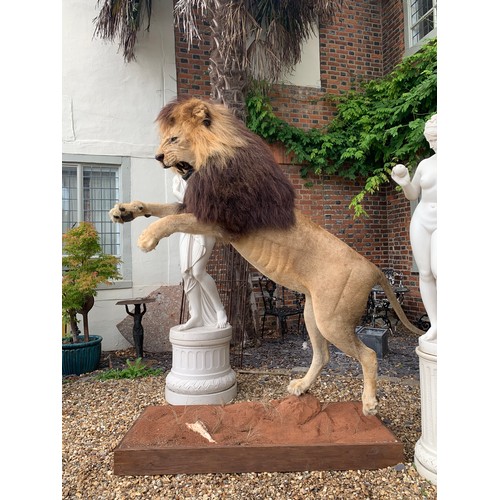 45 - A MAGNIFICENT TAXIDERMY LEAPING LION DIORAMA (PANTHERA LEO).
Captive bred, ex zoo. Lion removable fr... 