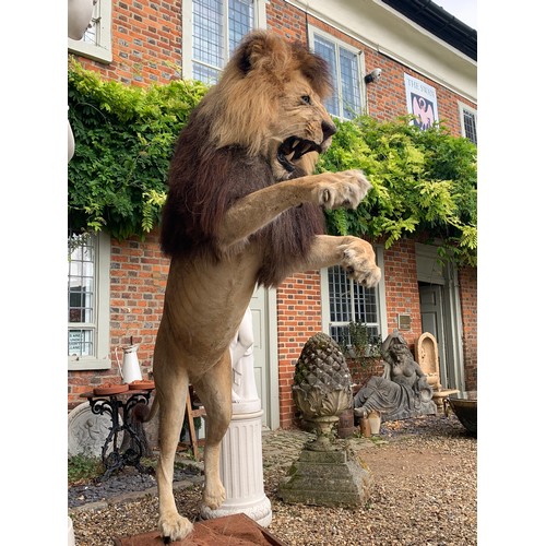 45 - A MAGNIFICENT TAXIDERMY LEAPING LION DIORAMA (PANTHERA LEO).
Captive bred, ex zoo. Lion removable fr... 