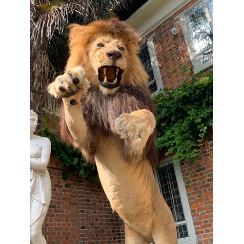 45 - A MAGNIFICENT TAXIDERMY LEAPING LION DIORAMA (PANTHERA LEO).
Captive bred, ex zoo. Lion removable fr... 