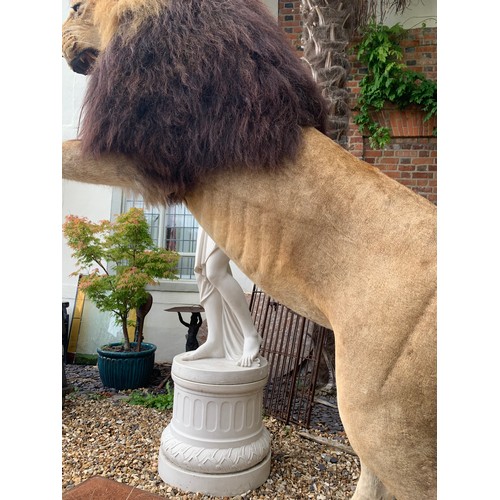 45 - A MAGNIFICENT TAXIDERMY LEAPING LION DIORAMA (PANTHERA LEO).
Captive bred, ex zoo. Lion removable fr... 