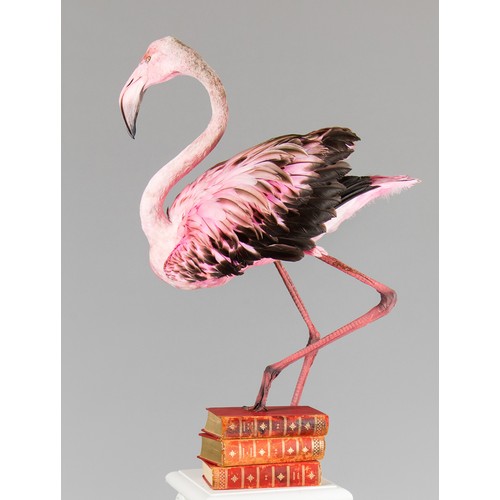 11 - AN EXCEPTIONAL TAXIDERMY GREATER FLAMINGO PEDESTAL MOUNT (PHOENICOPTERUS ROSEUS)
A unique art piece ... 