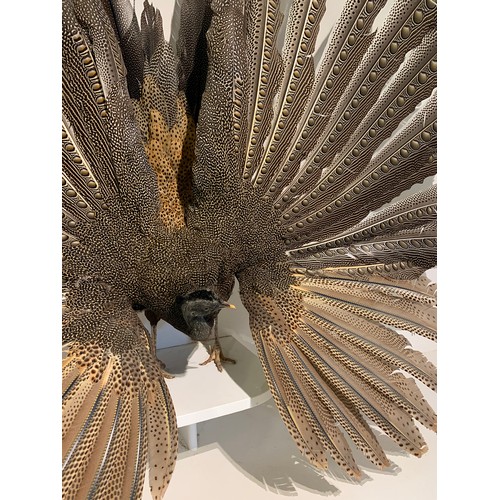 45a - A MAGNIFICENT TAXIDERMY ARGUS PHEASANT MOUNTED IN A CUSTOM CASE (ARGUSIANUS ARGUS).
Case without fro... 