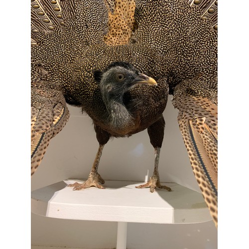 45a - A MAGNIFICENT TAXIDERMY ARGUS PHEASANT MOUNTED IN A CUSTOM CASE (ARGUSIANUS ARGUS).
Case without fro... 