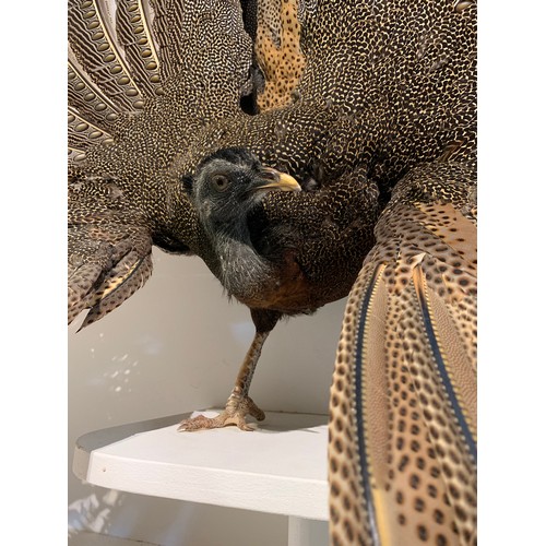 45a - A MAGNIFICENT TAXIDERMY ARGUS PHEASANT MOUNTED IN A CUSTOM CASE (ARGUSIANUS ARGUS).
Case without fro... 