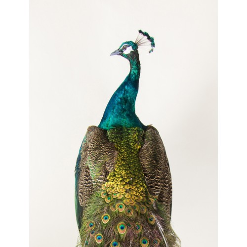 58 - A MODERN TAXIDERMY INDIAN BLUE PEACOCK UPON AN EBONISED PLINTH (PAVO CRISTATUS).
(h 220cm x w 44cm x... 