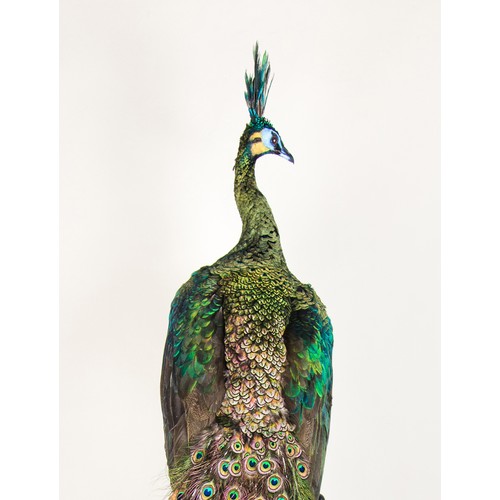 59 - A MODERN TAXIDERMY GREEN PEACOCK UPON AN EBONISED PLINTH (PAVO MUTICUS).
(h 211cm x w 40cm x d 50cm)