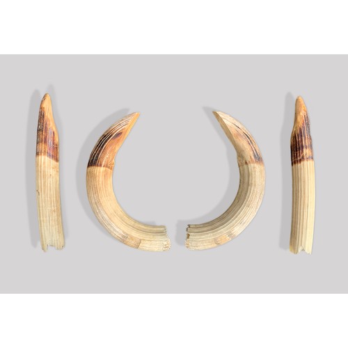 77 - A SET OF EARLY 20TH CENTURY HIPPOPOTAMUS TUSKS (HIPPOPOTAMUS AMPHIBIUS).
Largest (32cm)