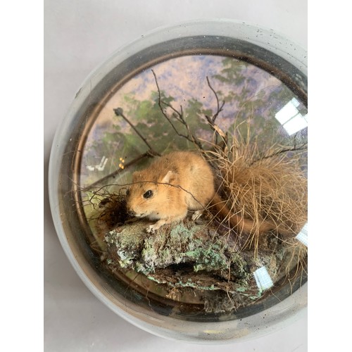 68 - PETER SPICER & SONS, A LATE 19TH/EARLY 20TH CENTURY TAXIDERMY DORMOUSE WALL DOME (GLIRIDAE).
(h 22.5... 