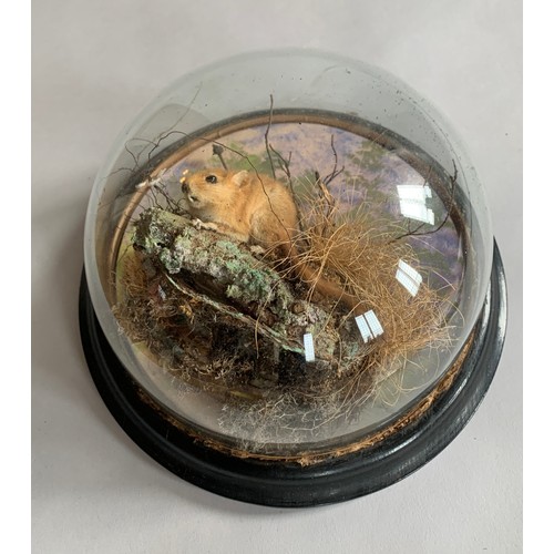 68 - PETER SPICER & SONS, A LATE 19TH/EARLY 20TH CENTURY TAXIDERMY DORMOUSE WALL DOME (GLIRIDAE).
(h 22.5... 