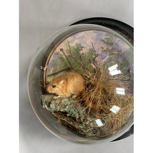 68 - PETER SPICER & SONS, A LATE 19TH/EARLY 20TH CENTURY TAXIDERMY DORMOUSE WALL DOME (GLIRIDAE).
(h 22.5... 