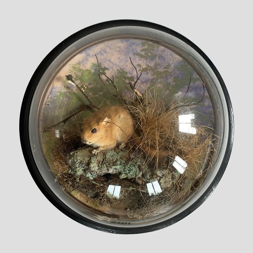 68 - PETER SPICER & SONS, A LATE 19TH/EARLY 20TH CENTURY TAXIDERMY DORMOUSE WALL DOME (GLIRIDAE).
(h 22.5... 