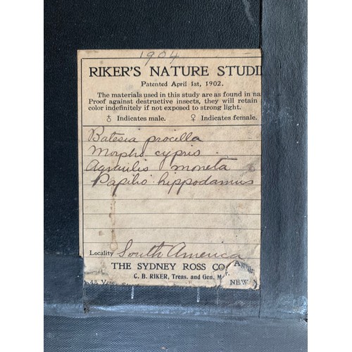 28 - A RARE PAIR OF VICTORIAN RIKER BUTTERFLY FRAMED DISPLAYS.
Paper trade label to verso. Specimen detai... 