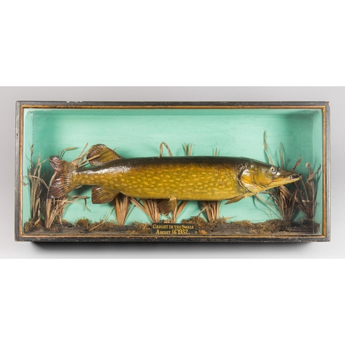 101 - AN EARLY 20TH CENTURY TAXIDERMY PIKE IN A GLAZED CASE WITH A NATURALISTIC SETTING (ESOX LUCIUS).
Pla... 