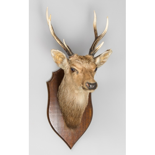 102 - A MID-20TH CENTURY TAXIDERMY EUROPEAN RED DEER HEAD UPON OAK SHIELD (CERVUS ELAPHUS HIPPALAPHUS).(h... 