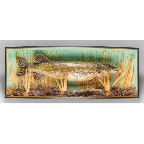 104 - A LARGE AND IMPRESSIVE MID/LATE 20TH CENTURY TAXIDERMY PIKE IN A GLAZED BOWFRONT CASE WITH A NATURAL... 