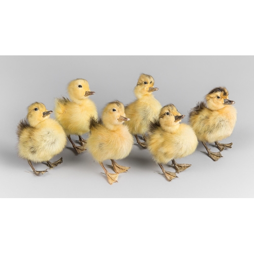 109 - A LATE 20TH CENTURY COLLECTION OF SIX TAXIDERMY DUCKLINGS (ANAS PLATYRHYNCOS).