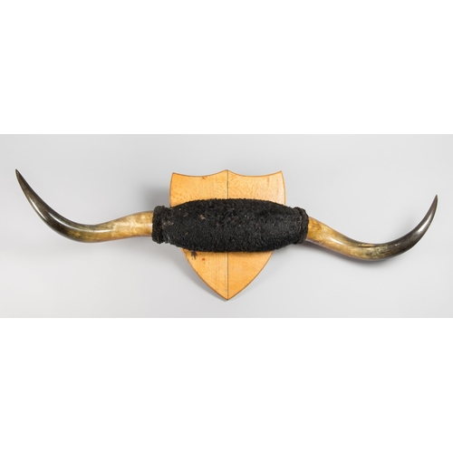 11 - A 20TH CENTURY SET OF LONGHORN STEER HORNS UPON WOODEN SHIELD (BOS TAURUS).
(h 50cm x w 139cm x d 22... 