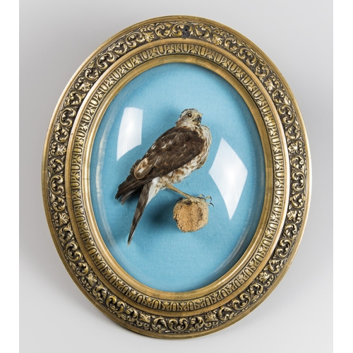 112 - AN EARLY 20TH CENTURY TAXIDERMY EURASIAN SPARROW HAWK RECASED IN A FRAMED WALL DOME (ACCIPITER NISUS... 