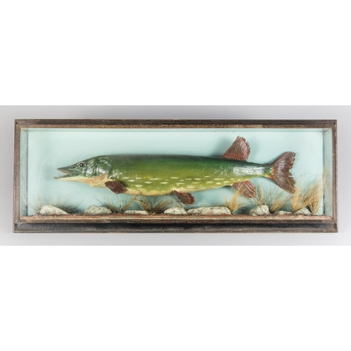 114 - AN EARLY/MID 20TH CENTURY TAXIDERMY PIKE IN A GLAZED CASE WITH A NATURALISTIC SETTING. (w 90cm)