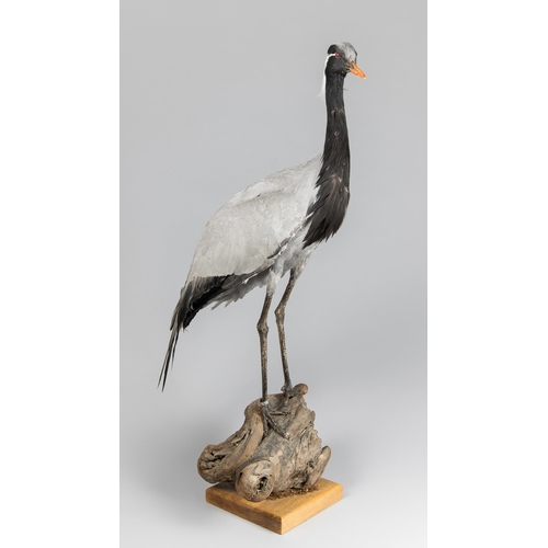 115 - A LATE 20TH CENTURY TAXIDERMY DEMOISELLE CRANE UPON A NATURALISTIC BASE (GRUS VIRGO).Captive bred i... 