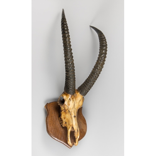 117 - A MID-20TH CENTURY SET OF SABLE ANTELOPE HORNS AND UPPER SKULL UPON AN OAK SHIELD (HIPPOTRAGUS NIGER... 