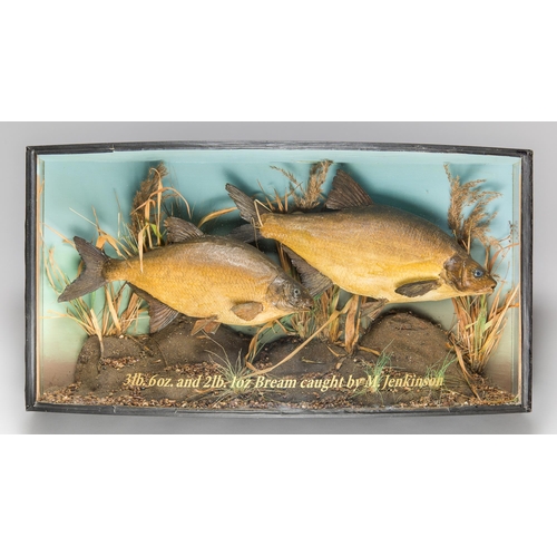 118 - AN EARLY 20TH CENTURY TAXIDERMY BRACE OF BREAM IN A BOWFRONT CASE WITH A NATURALISTIC SETTING.Inscr... 