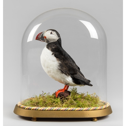 12 - A 20TH CENTURY TAXIDERMY ATLANTIC PUFFIN UNDER A GLASS DOME WITH A NATURALISTIC SETTING (FRATERCULA ... 