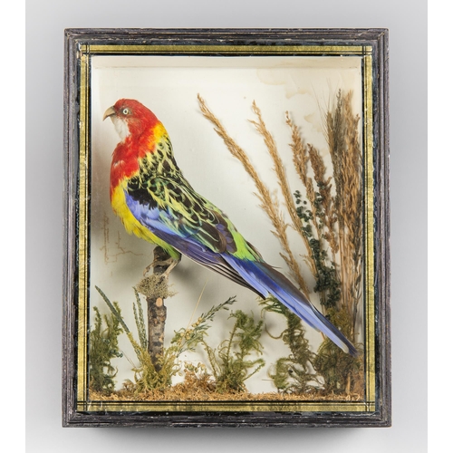 14 - AN EARLY 20TH CENTURY TAXIDERMY EASTERN ROSELLA IN A GLAZED CASE WITH A NATURALISTIC SETTING (PLATYC... 