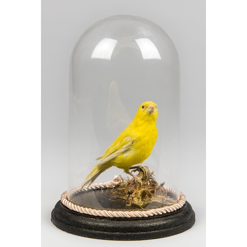 17 - A 20TH CENTURY TAXIDERMY CANARY UNDER A GLASS DOME WITH A NATURALISTIC SETTING.