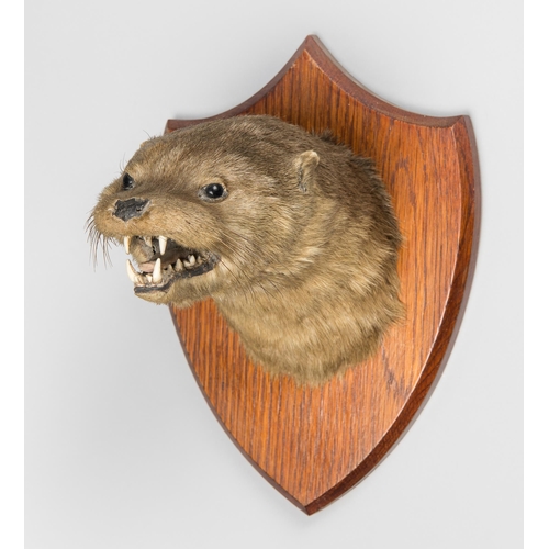 20 - A LATE 19TH/EARLY 20TH CENTURY TAXIDERMY OTTER MASK UPON OAK SHIELD (LUTRA LUTRA).
Taxidermist paper... 