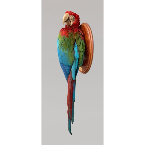 21 - A 20TH CENTURY TAXIDERMY RED-AND-GREEN MACAW UPON A NATURALISTIC WALL MOUNT (ARA CHLOROPTERUS).
(h 7... 