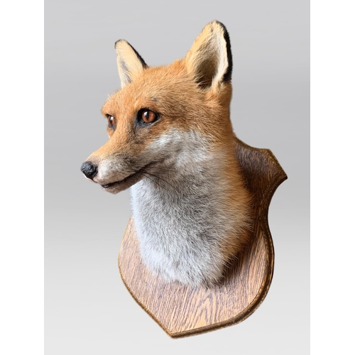 27 - A LATE 20TH CENTURY TAXIDERMY FOX HEAD UPON OAK SHIELD (VULPES VULPES).
(h 28cm x w 22cm x d 26cm)