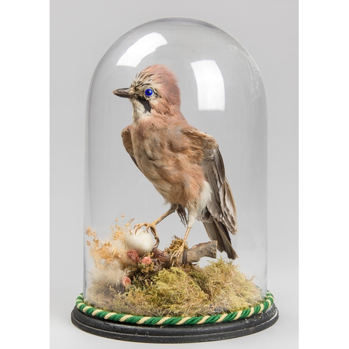 28 - A 20TH CENTURY TAXIDERMY JAY UNDER A GLASS DOME WITH A NATURALISTIC SETTING (GARRULUS GLANDARIUS).
N... 