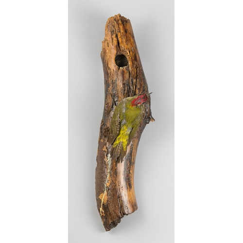 30 - A LATE 20TH CENTURY TAXIDERMY EUROPEAN GREEN WOODPECKER (PICUS VIRIDIS) 
Upon a naturalistic wall mo... 