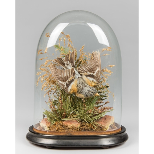 33 - A LATE 19TH/EARLY 20TH CENTURY TAXIDERMY BRAMBLING UNDER A GLASS DOME WITH A NATURALISTIC SETTING  (... 