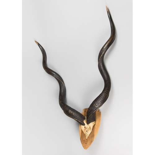 34 - A MID-20TH CENTURY SET OF KUDU HORNS AND PART UPPER SKULL UPON A WOODEN SHIELD.
(h 125cm x w 86cm x ... 