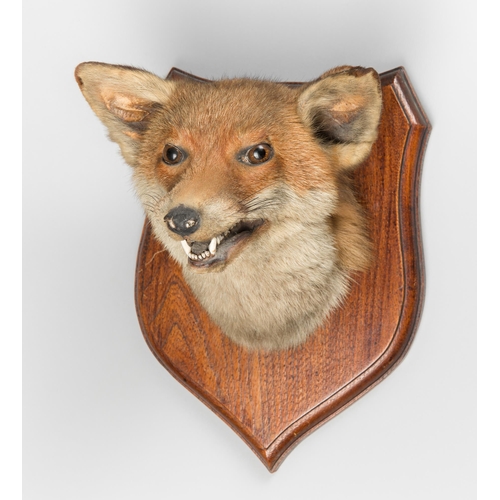 36 - JAMES HUTCHINGS OF ABERYSTWYTH, A LATE 19TH/EARLY 20TH CENTURY TAXIDERMY FOX MASK UPON OAK SHIELD (V... 