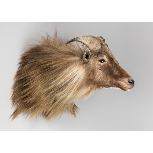 46 - A MODERN TAXIDERMY HIMALAYAN TAHR SHOULDER MOUNT, NEW ZEALAND (HEMITRAGUS JEMLAHICUS).
(h 50cm x w 4... 