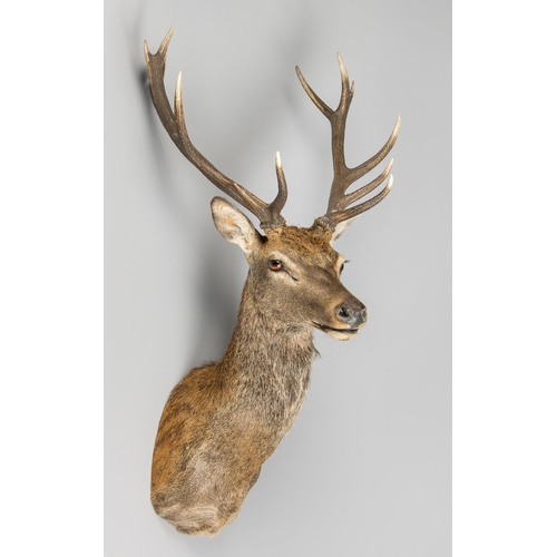 48 - A MODERN TAXIDERMY SCOTTISH HIGHLAND RED DEER STAG (CERVUS ELAPHUS).
(h 129cm x w 65cm x d 63cm)