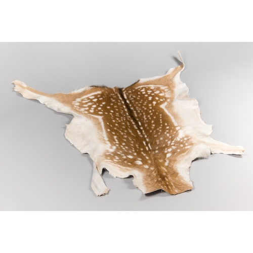 54 - A MODERN TAXIDERMY SUMMER EUROPEAN FALLOW DEER SKIN RUG (DAMA DAMA).
(l 122cm x w 122cm)