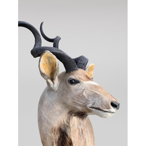 55 - AN IMPRESSIVE LATE 20TH CENTURY TAXIDERMY GREATER KUDU SHOULDER MOUNT (TRAGELAPHUS STREPSICEROS).
(h... 